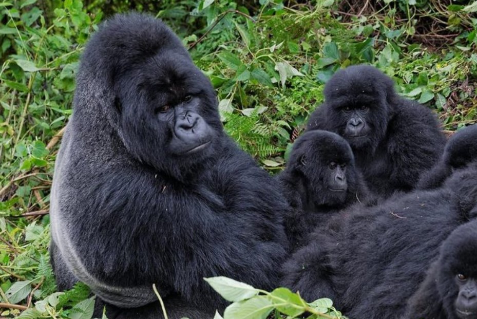  Christmas a dominant silverback with his group individuals