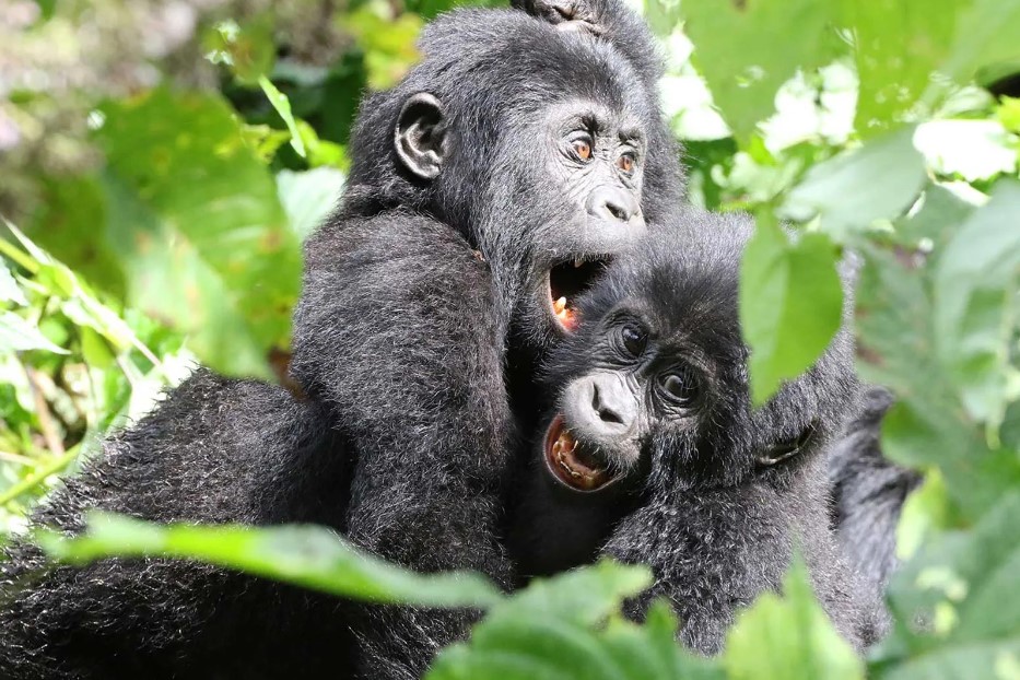Encounter juvenile gorillas in Bwindi Forest