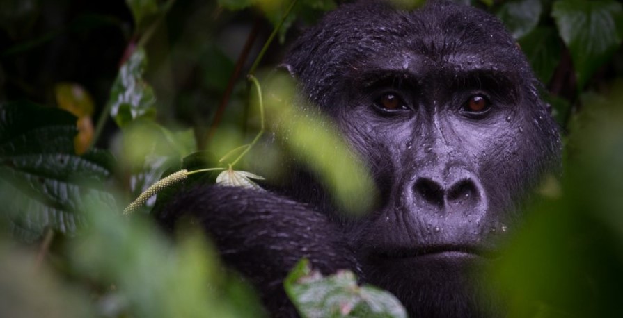 Facts about mountain gorillas in Bwindi