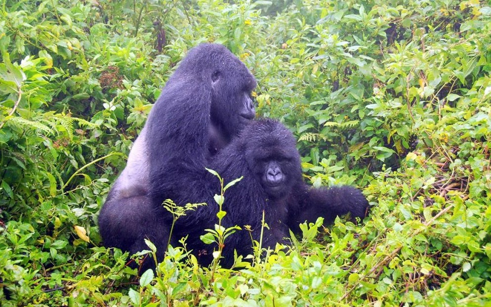 Film Gorillas in Bwindi forest