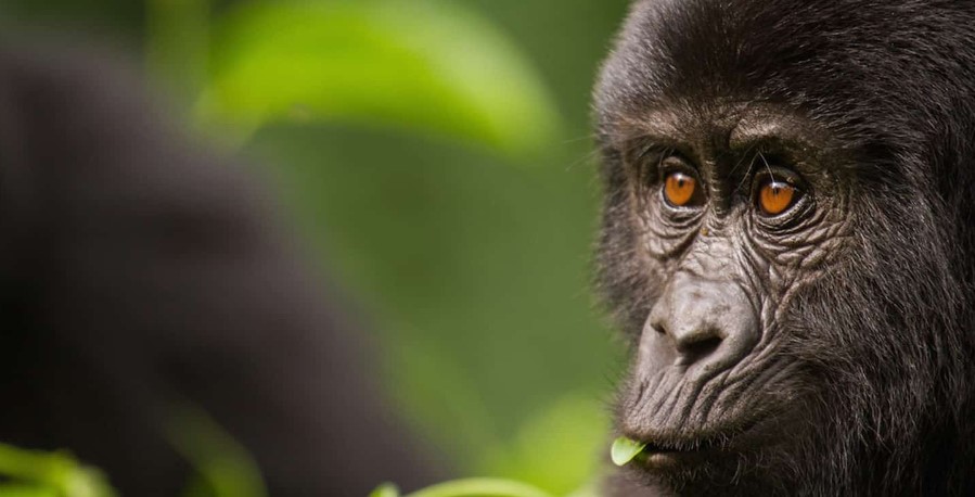 Gorilla photography safari to Bwindi