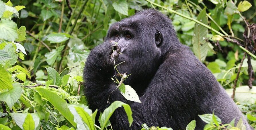 How much does it cost to see mountain gorillas in Bwindi?