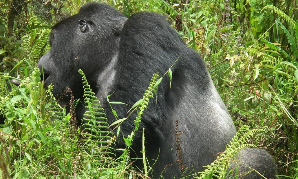 Mishaya silverback of Rushaga Gorilla sector