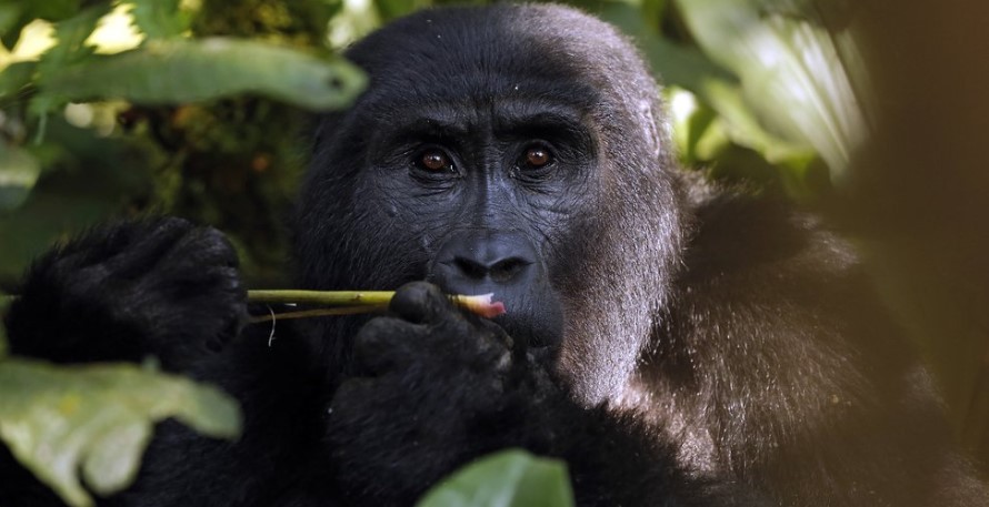 Preparation for a gorilla trip to Bwindi