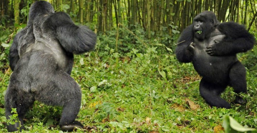 Reasons why gorillas in Bwindi can charge