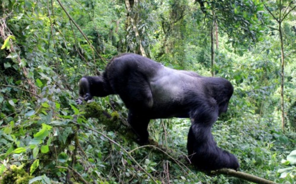 See the Silverback Gorilla in Bwindi Forest