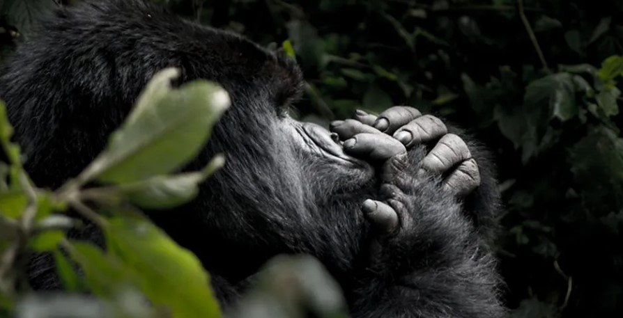 Summer gorilla safaris to Bwindi