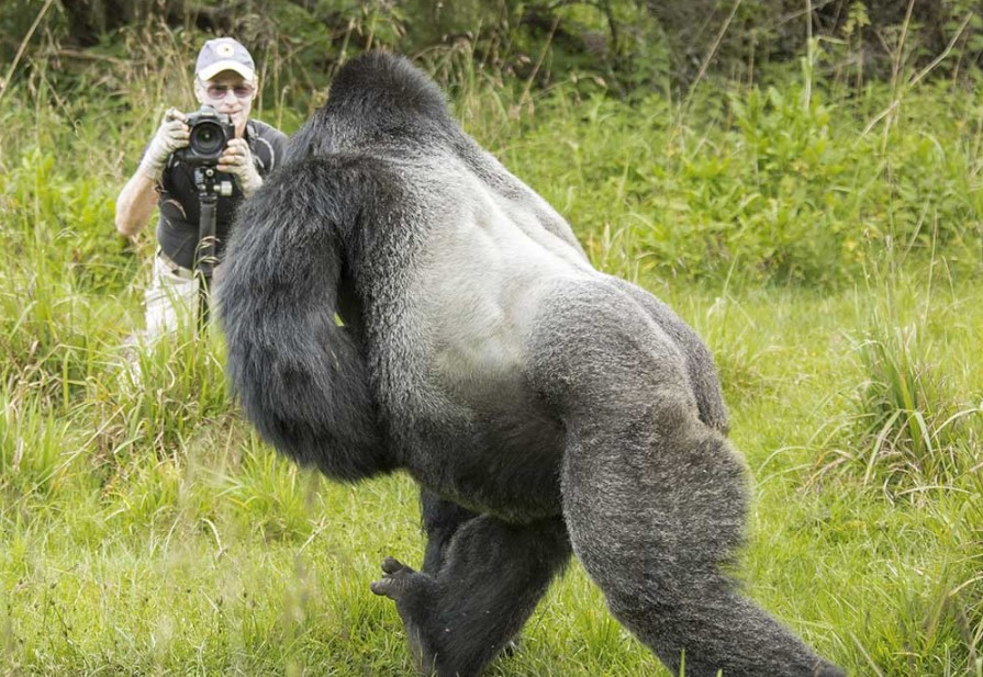 Why do mountain gorillas charge