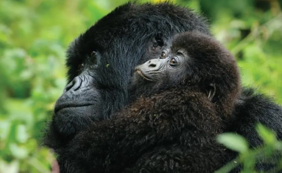 A young Gorilla sighted with her mother