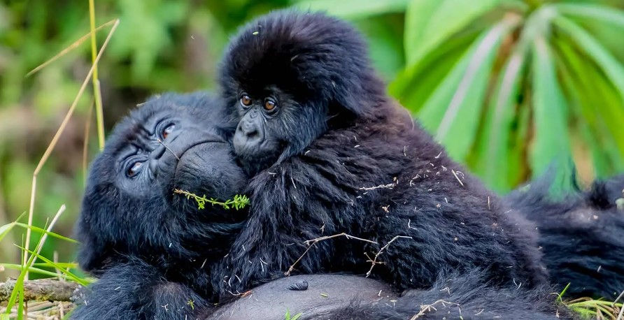 At what age do mountain gorillas give birth