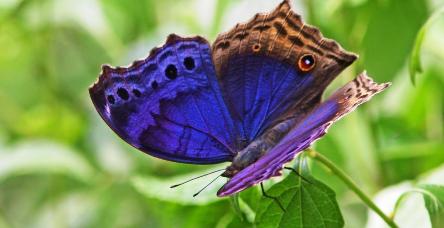Butterflies in bwindi