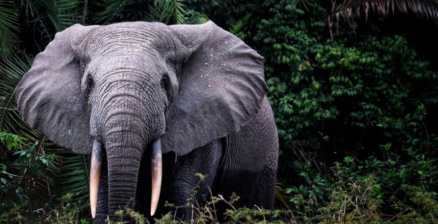 Forest elephants in Bwindi
