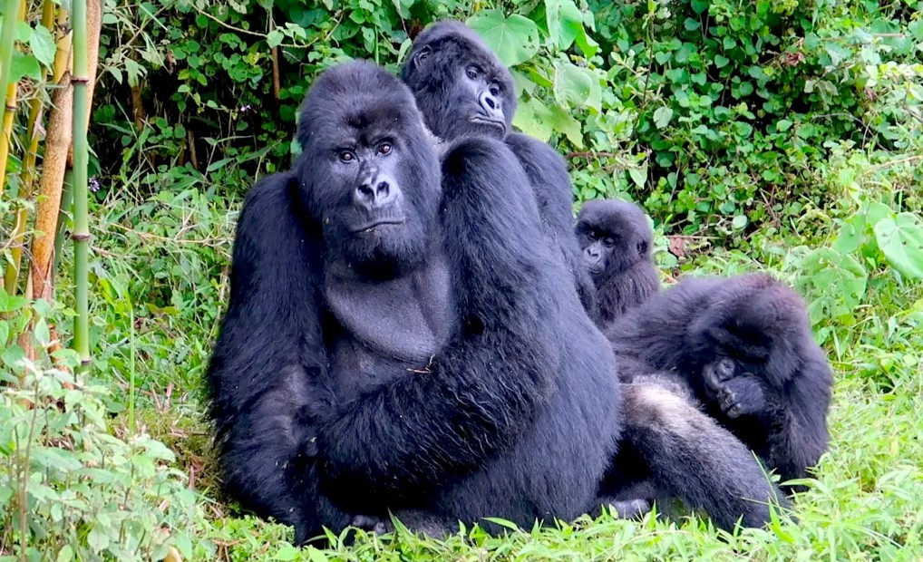 Gorilla Habiyuation in Bwindi