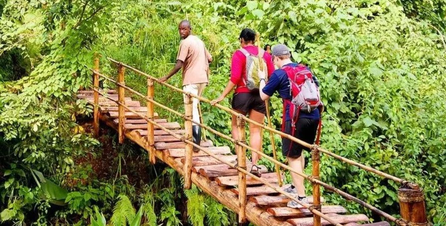 Hiking trails in Bwindi: Bwindi is a UNESCO world heritage site located in the southwestern part of Uganda is home to primate, mammals, birds, reptiles etc