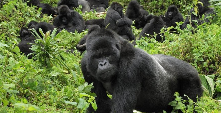 How to choose a gorilla family to trek in Bwindi
