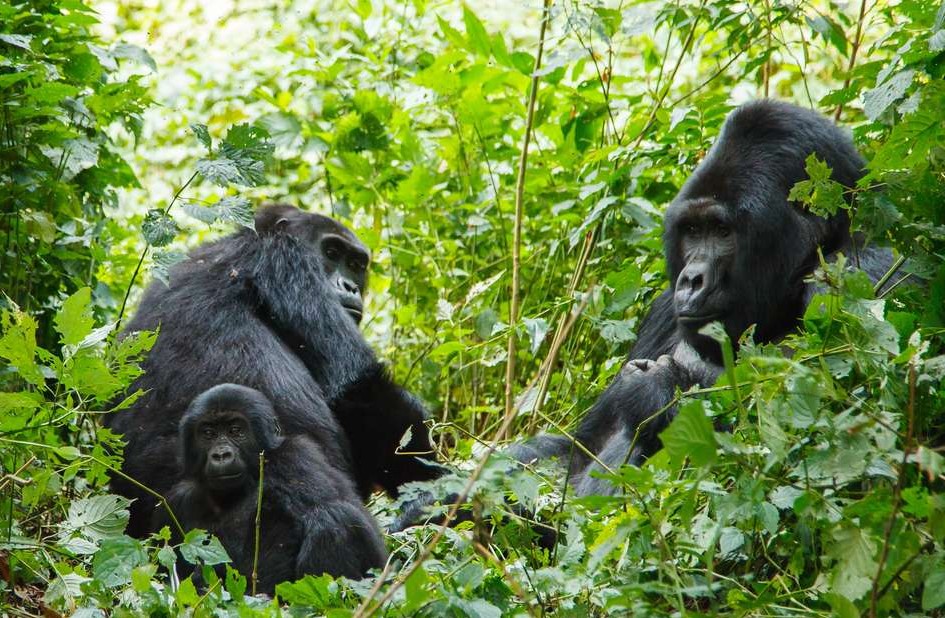 Bwindi gorillas in Uganda