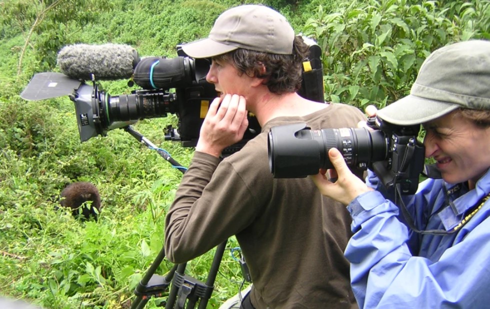 Mountain gorilla filming activity