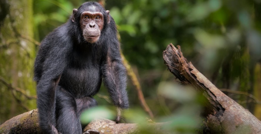 Chimpanzee trekking in Budongo forest-Murchison falls national park is an activity that involves searching for the chimps an in their natural habitat