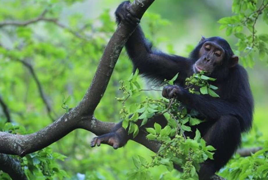 Trek Chimps in Budongo Forest