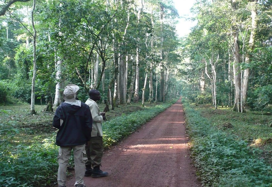 Feel the fresh breez of Budongo Forest on your Nature Walk activity