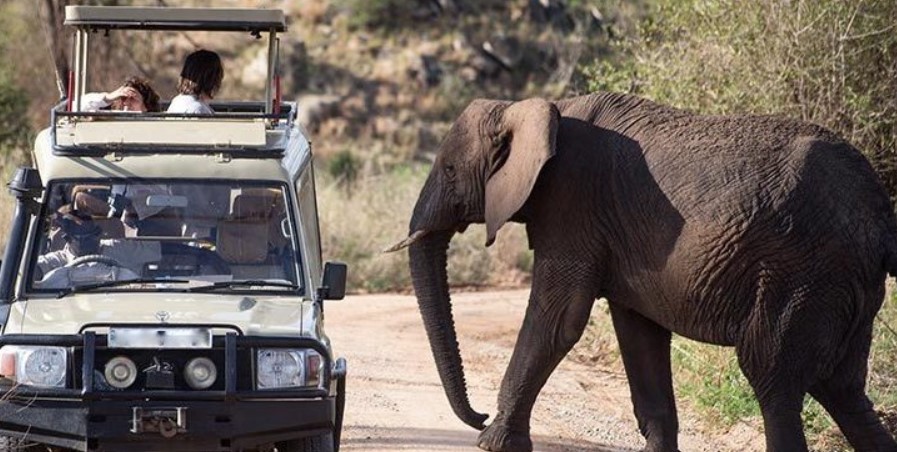 Game drives in Queen Elizabeth national park are the best way to see different attractions within the park that include climbing lions, mammals crater lakes