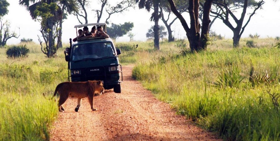 Getting to Murchison falls national park by road transport: The park is located 341km from Kampala can be accessed within a day