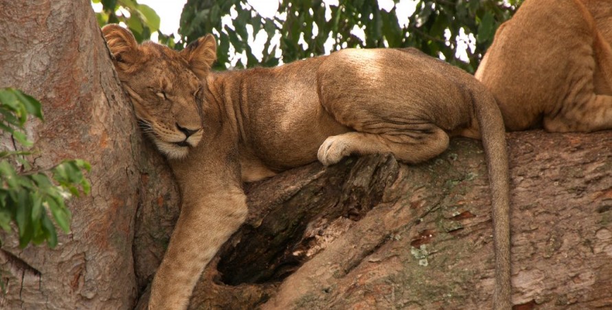 Ishasha sector is not only a residential area for tree climbing lions but also habors different wildlife species and birds of Queen Elizabeth national park