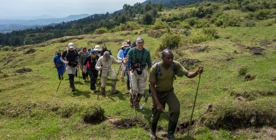 Walking safaris in Bwindi: Gorilla trekking is the main activity in this park but has more to offer nature walks in thick tropical forest are so rewarding