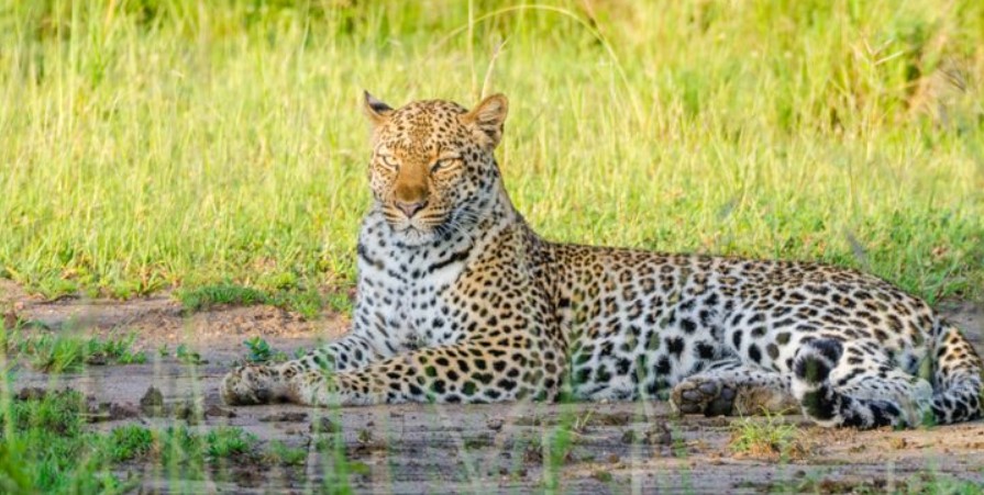 Wildlife in Queen Elizabeth national park include primates, mammals, and birds which have found comfortable homes in the savannah type of vegetation