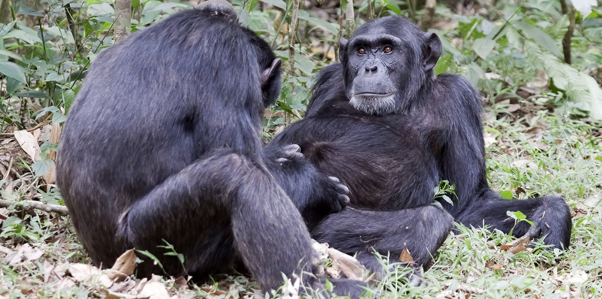 How many chimpanzees are in Kibale forest national park: These primate species are most loved after gorillas and Kibale has highest population in Africa