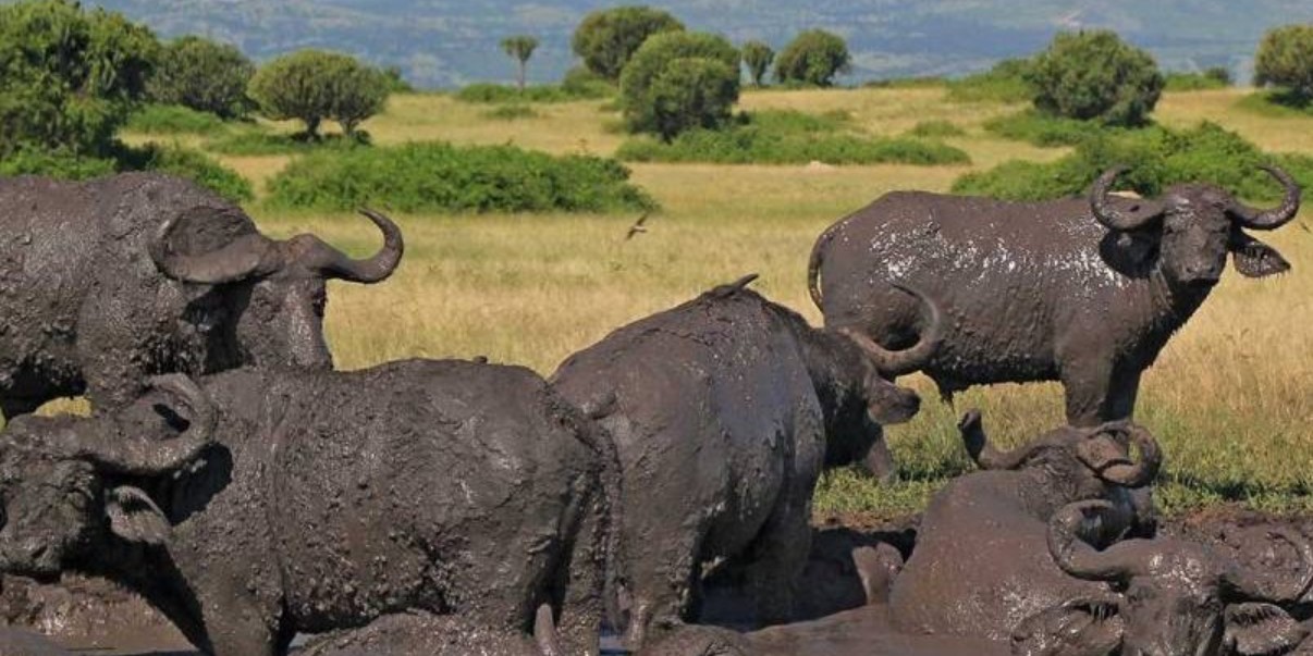 Queen Elizabeth national park wildlife safari experience gives tourists an opportunity to have close encounters of different wild species within the park