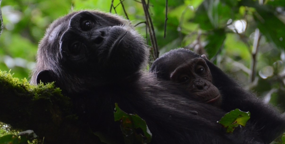 Are chimpanzee sightings in Kibale forest national park guaranteed: The chances of seeing chimpanzees in Kibale are very high as the park has trackers