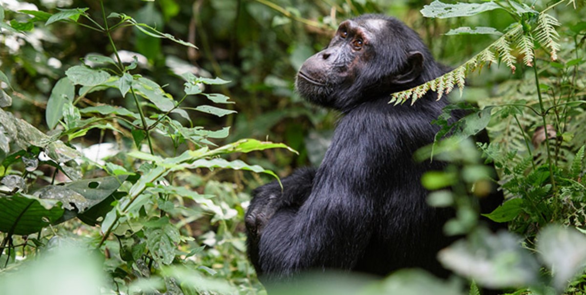 How do I get chimpanzee permits for Kibale? The park is known for harboring chimpanzees worldwide and to encounter these apes you need to have a permit