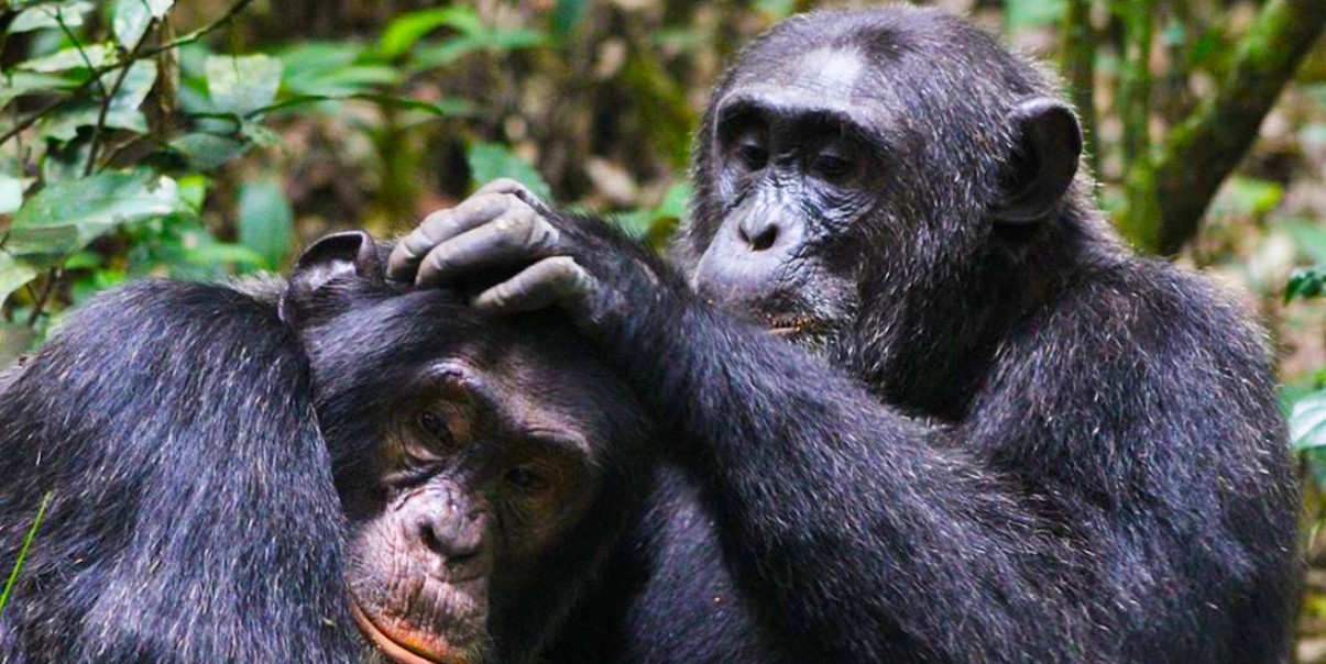 How many people can do chimpanzee trekking in Kibale every day: The forest is popular for sheltering chimpanzees which attracts a lot of people to see them