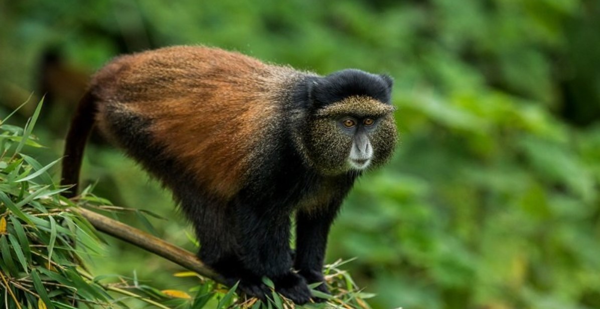 How much is a golden monkey permit in Mgahinga national park: Well, there are two types of golden monkey permits and prices depends on the activity you want