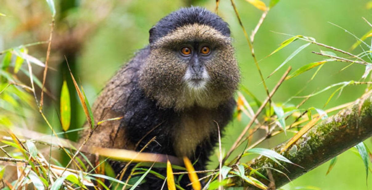 How to book golden monkey permits for Mgahinga national park: All tourists need a golden monkey permit to be part of the trekking activity in Mgahinga