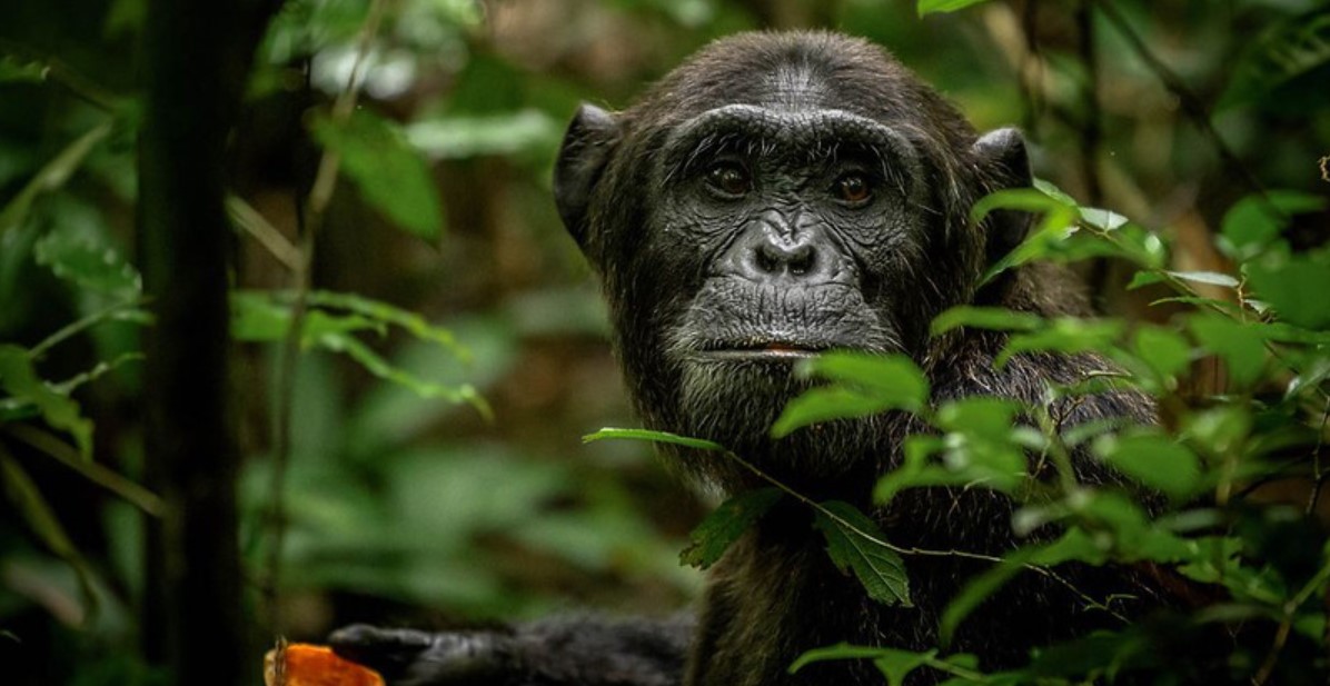 Kibale forest national park in December for chimpanzee holiday tours is that time of the year when the national park is receiving little or no rainfall