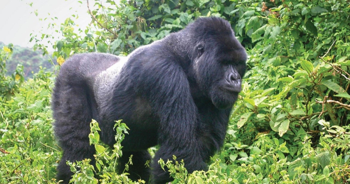 Luxury gorilla trekking safaris in Mgahinga national park: Gorillas can only be encountered in East African countries of Uganda, Rwanda, and DR Congo