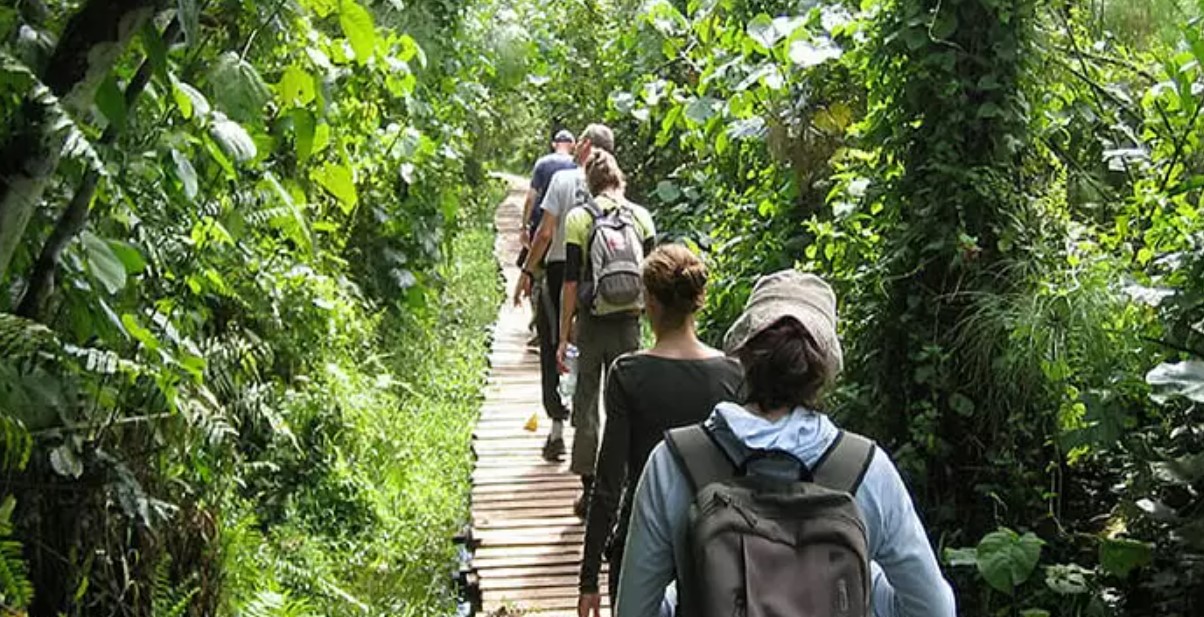 Things to do in Kibale after chimpanzee trekking: The park is one of the areas in Uganda to find chimpanzees with variety of other attractions