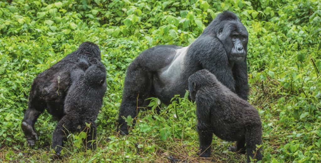 Gorilla trekking in Mgahinga national park during November: The national park is located in the southwestern part of Uganda in Kisoro district