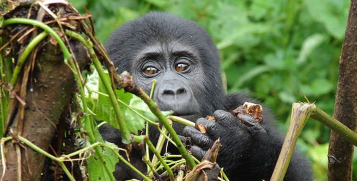 Gorilla trekking in Mgahinga from the United Arab Emirates: The park is a home to gorillas found in the southwestern part of Uganda in Kisoro district