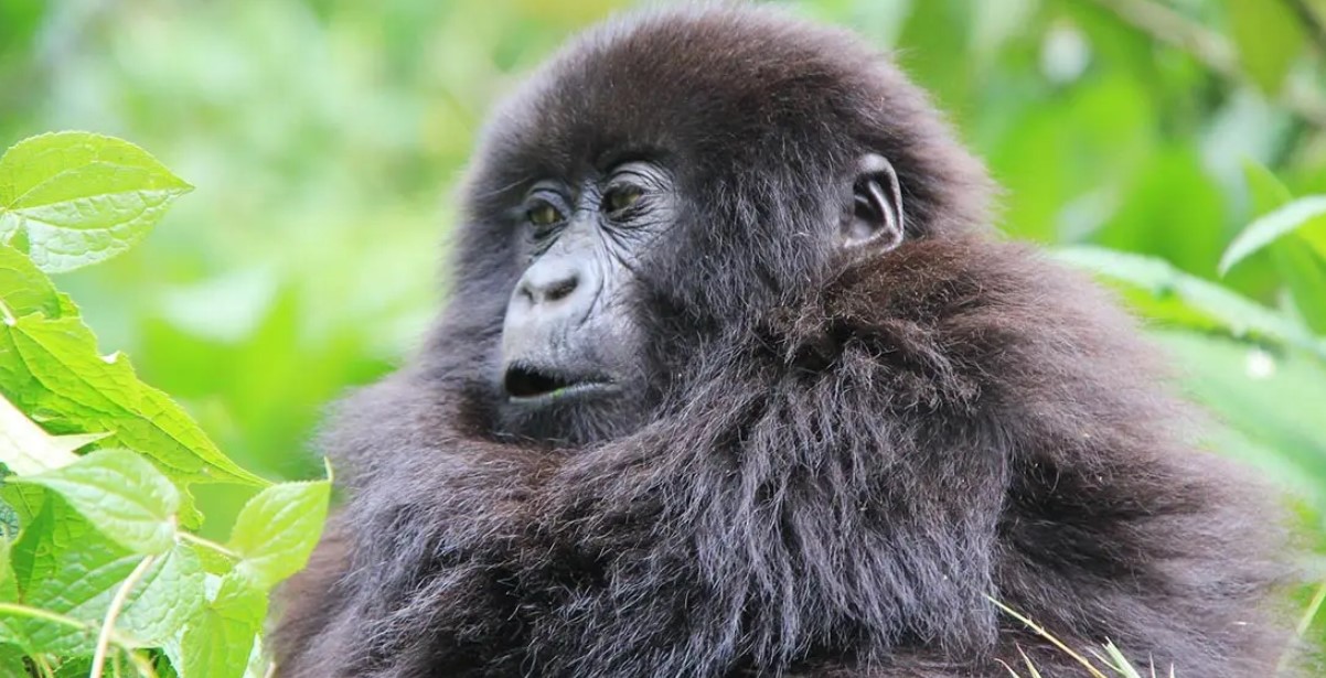 Gorilla trekking in Mgahinga national park in December a month a high number of tourists visit the park for mountain gorilla trekking