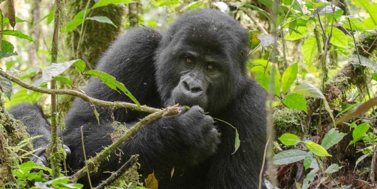 Mgahinga gorilla trekking in the low season: The search for Gorillas is an activity that does happen all throughout the year in Uganda