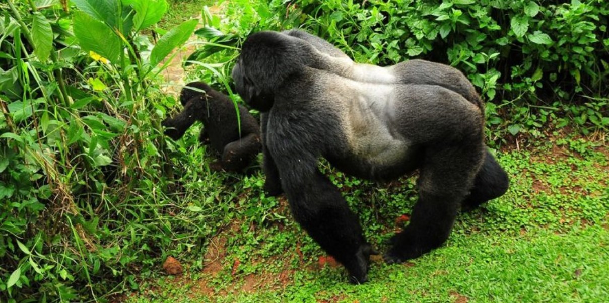 What to expect on a gorilla trekking safari in Mgahinga national park? The search for Gorillas is one of the most thrilling travel experiences in the world