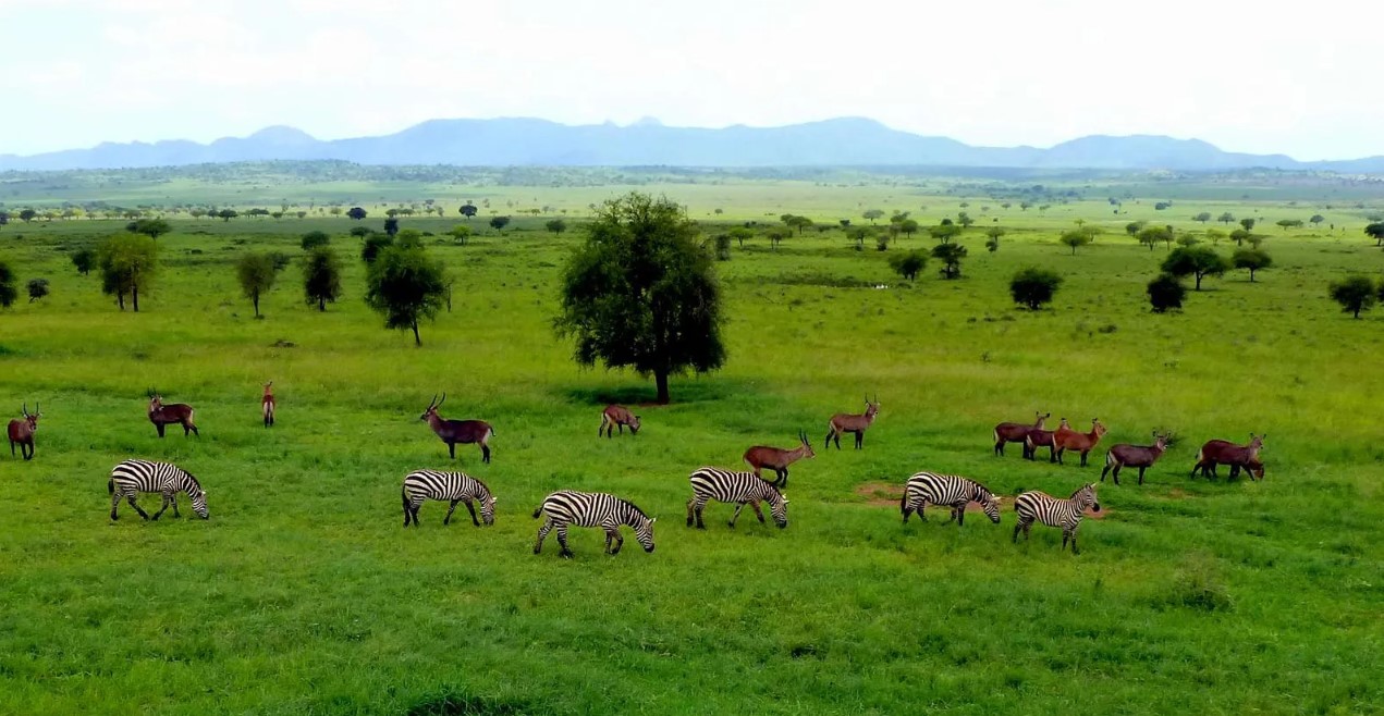 History of Kidepo valley national park one of the best national parks in Uganda that has abundant wildlife with beautiful scenery