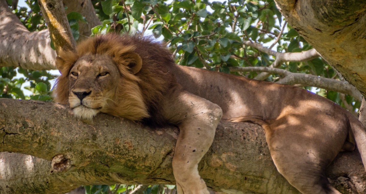 Is Queen Elizabeth national park worth visiting: Yes! is understandably the country’s most popular tourist destination with different vegetation attractions