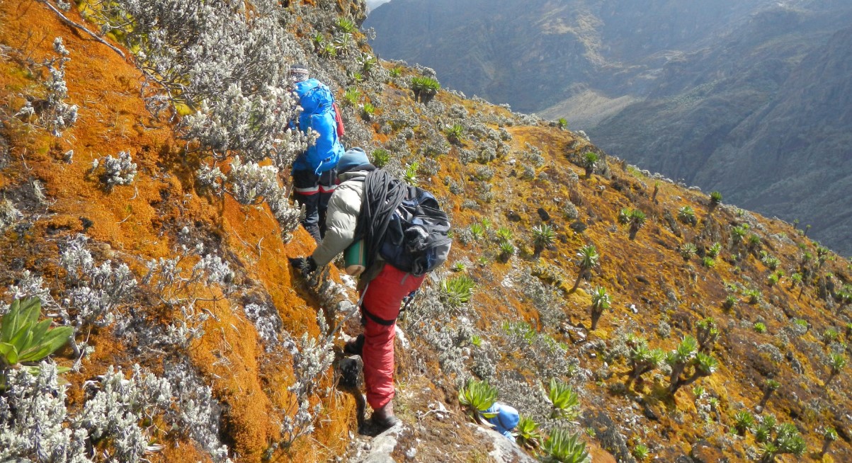 Is climbing Mountain Rwenzori safe? If you prepare well enough, do research, and follow the rules and regulations given by the guides, then hiking very safe