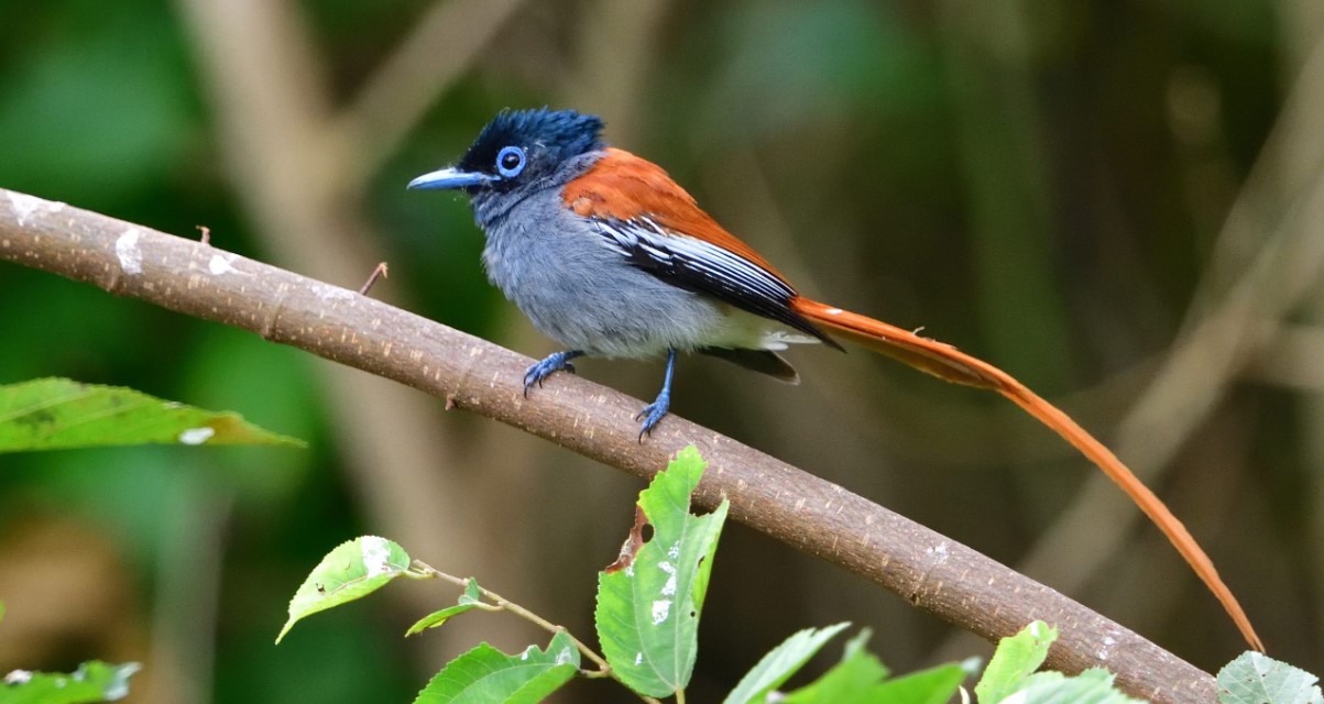The birds of Mount Elgon national park: It harbors over 300 species of which 40 are endemic to the area, 56 of the 87 afro tropical highland biome species