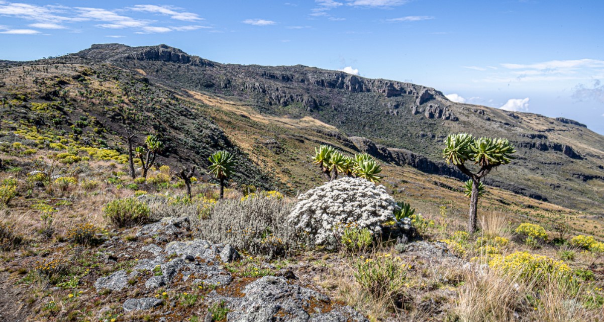 Discover Mount Elgon national park: A a the second tallest mountain and abundance of wildlife, the park is one of the destinations tourists dream of