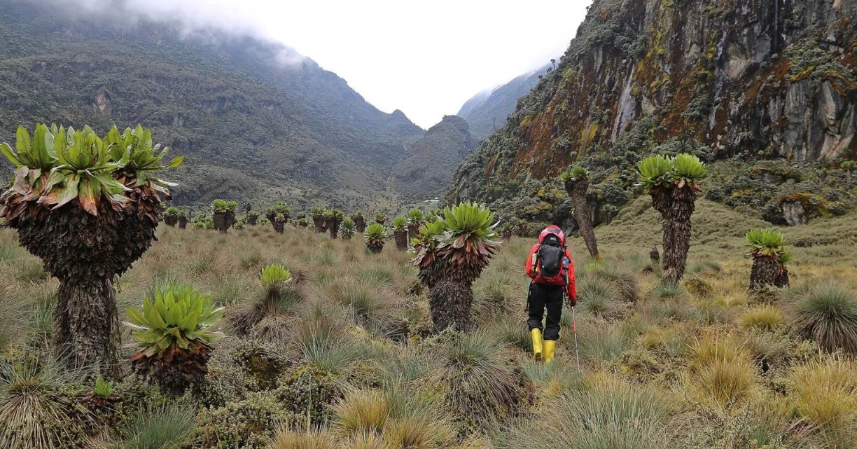 A short safaris to Mount Rwenzori national park gives you an opportunity to go to the western side of the country in Bundibugyo district